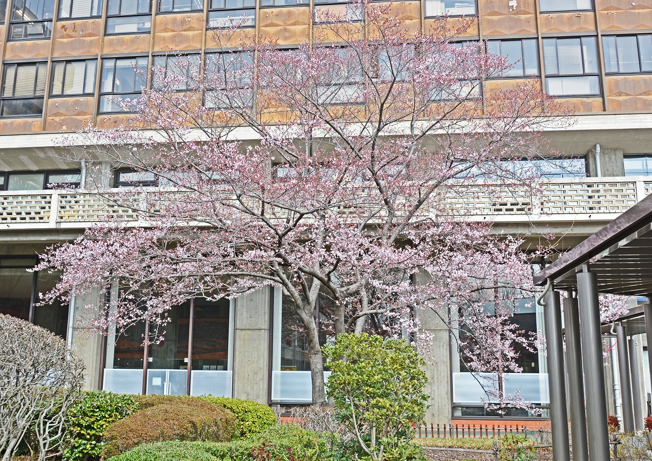 20210310 今日の岡山県庁の醍醐桜の開花の様子 (1)