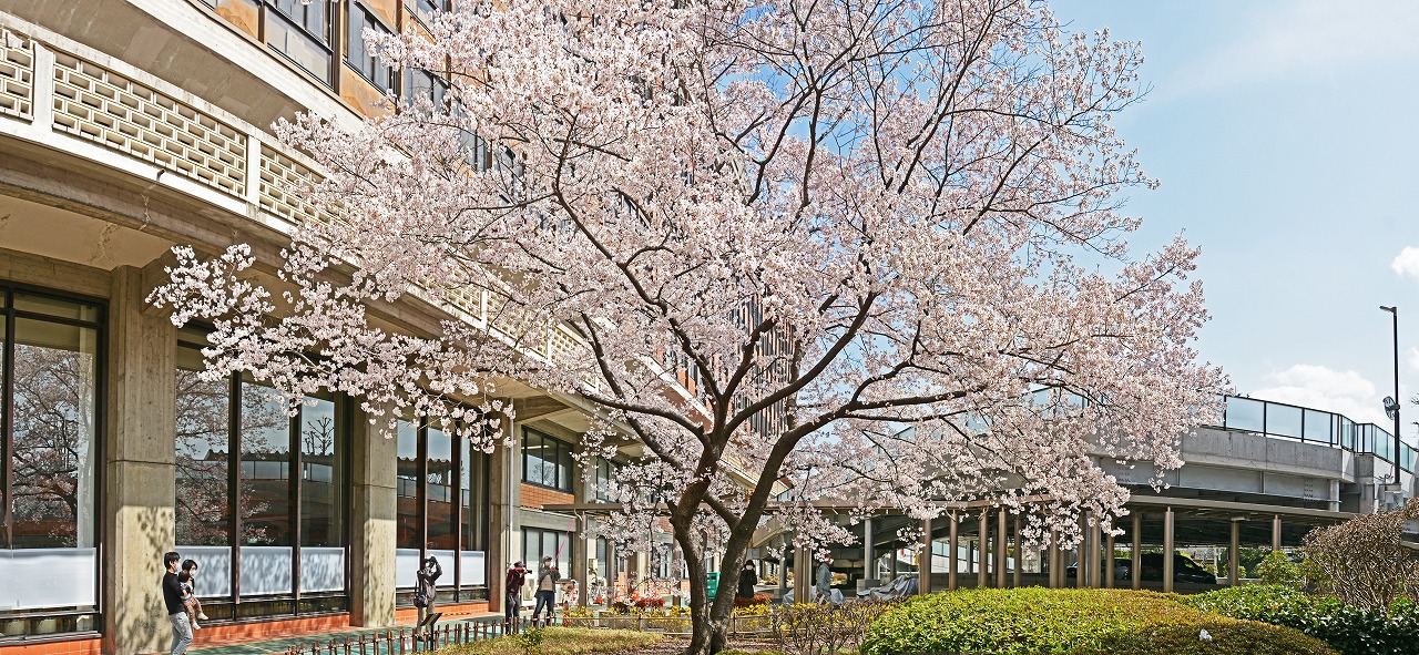 20210317 岡山県庁の醍醐桜の今日の満開の様子のワイド風景 (1)