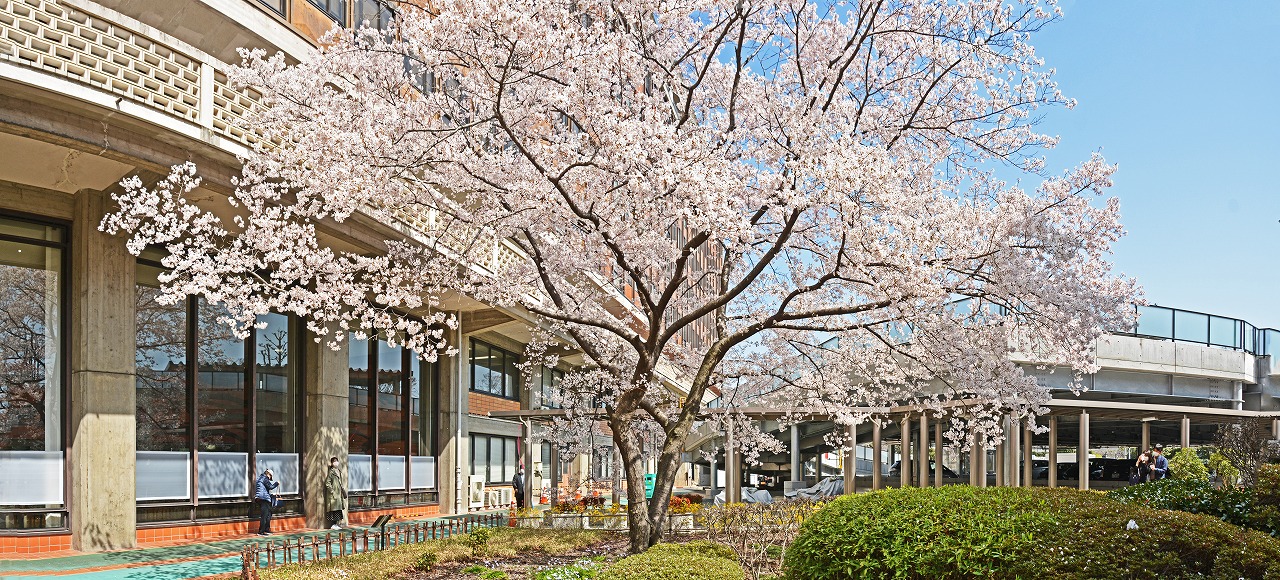 20210319 岡山県庁の今日の醍醐桜の満開の様子ワイド風景 (1)