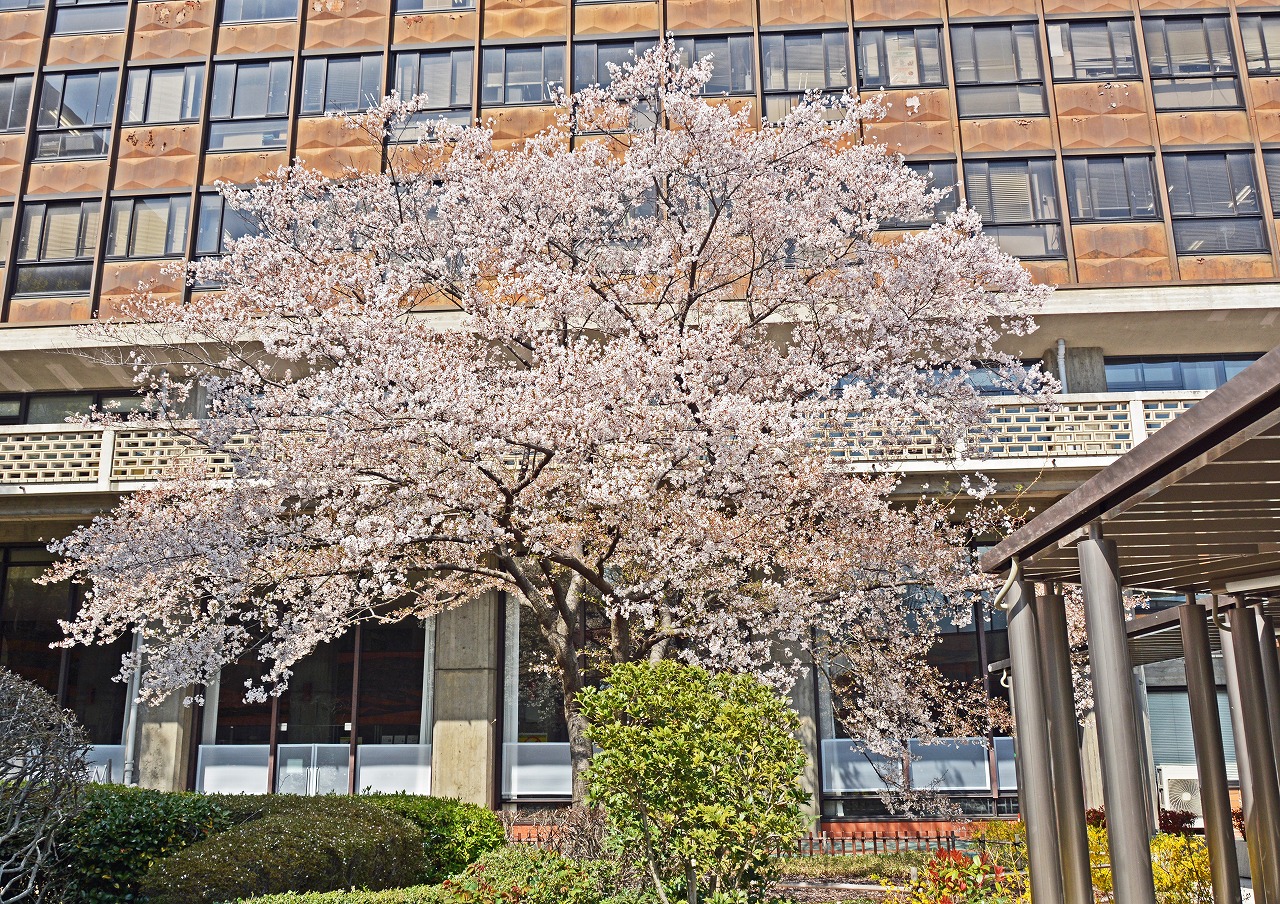 20210323 今日の午後の岡山県庁の醍醐桜の様子 (1)