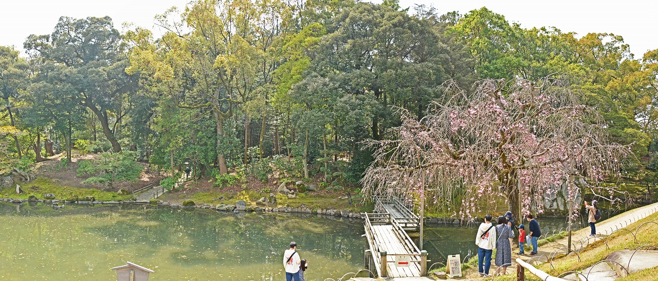 20210329 後楽園今日の午後の榮唱の間側から眺めた花葉の池の枝垂れ桜の開花の様子園内ワイド風景 (1)