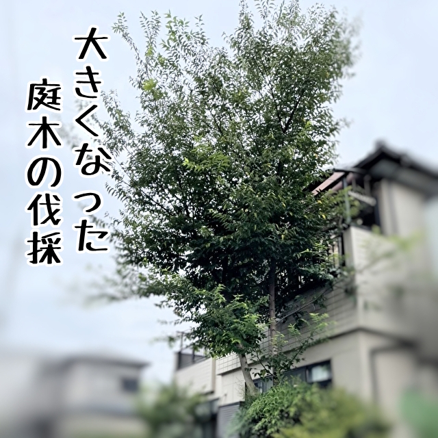 東京 正規 店 種類不明の庭木 引取り限定 植物/観葉植物 mitshopping.it