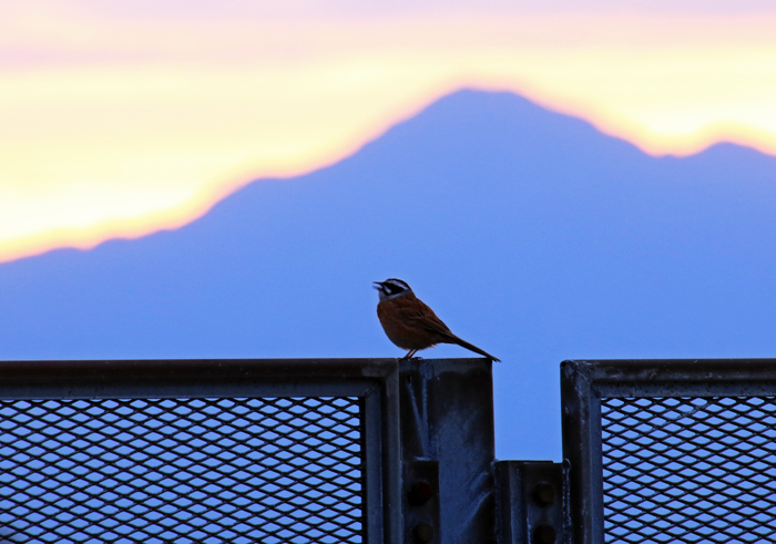 米山と鳥
