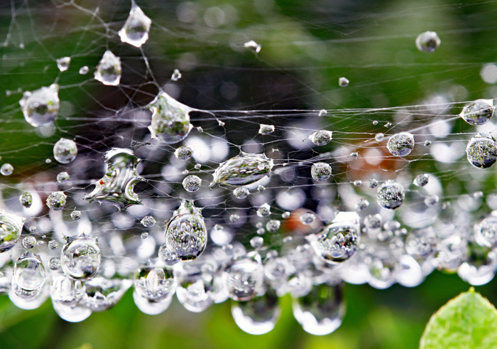 蜘蛛の糸と雨滴