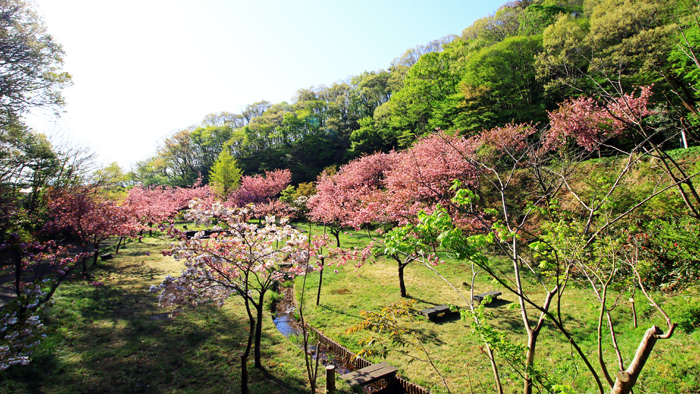 交通公園の桜