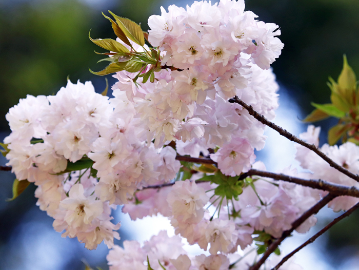 五智公園の桜
