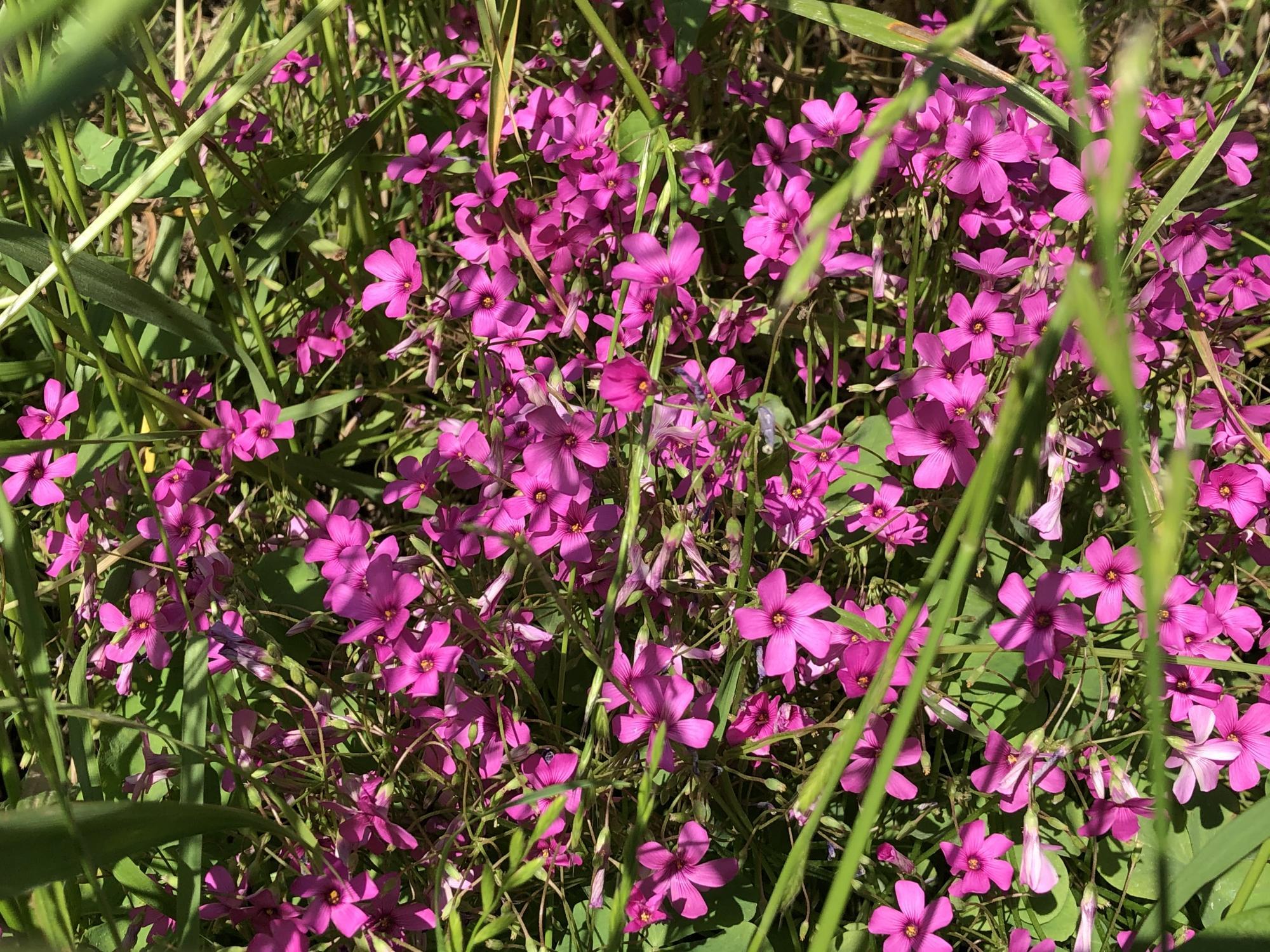 ピンク色 花弁５枚 背の低い草 あべ野きのこ日記
