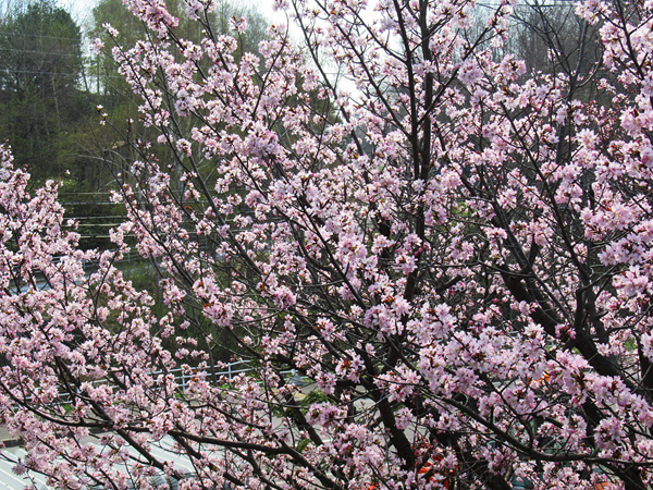 2020　蝦夷山桜　八分咲き