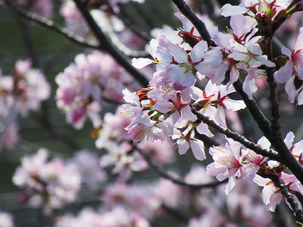 2020　蝦夷山桜　八分咲き