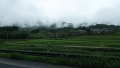 200718雨上がりの茶畑が美しい