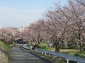 210327南武ポンプ場横の桜並木
