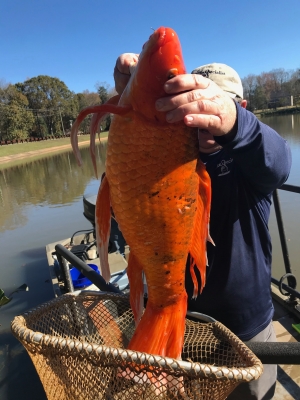米サウスキャロライナ州グリーンビルの池で捕獲された9lb、約4kgの巨大キンギョ