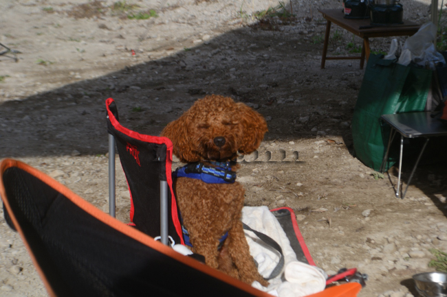 何がなんでもキャンプだし　道志川 緊急事態宣言　新型コロナ　キャンプブーム　亡弟　最後に見た清流　トイプードル　ココア　キャンプ犬　キャンプ総括