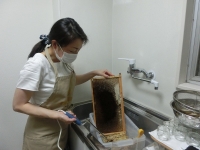 電動蜜刀で蜜蓋を切る作業中（20200523）