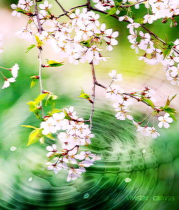 桜と水紋　vivi