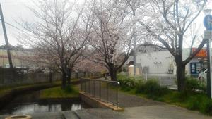 328遊歩道の桜④_R