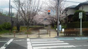 328遊歩道の桜⑤_R