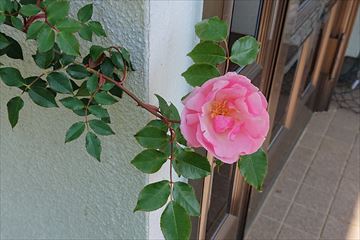 玄関横のつるバラ(1)_R