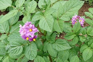 ジャガイモの花（紫）_R