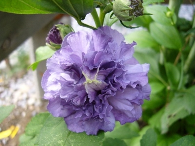 ムクゲ・紫玉