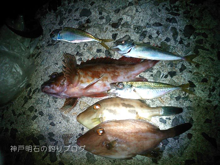 釣り方5種類 色々試した1日 神戸明石の釣りブログ