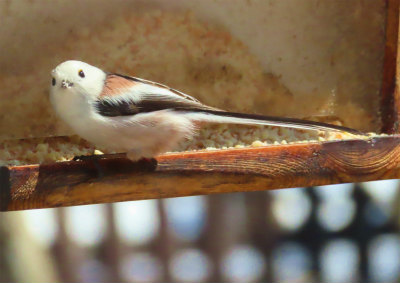 the bird watching cafe3-crop