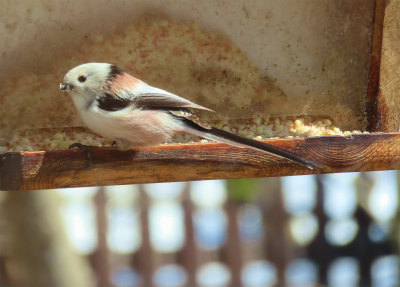 the bird watching cafe5-crop