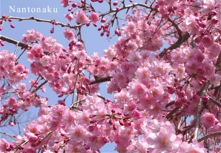 Nantonaku 少ない桜は近くで見る　2