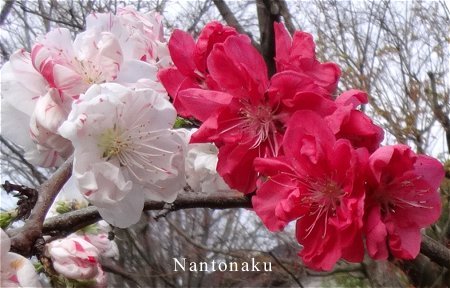 Nantonaku 4-3 花桃品種の源平桃