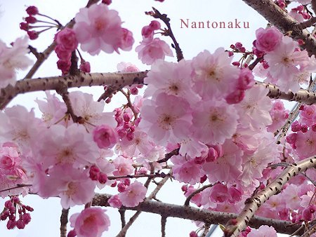 Nantonaku 4-3 おうちの近所の山道とか丘とか小さな公園で散歩お花見しました1