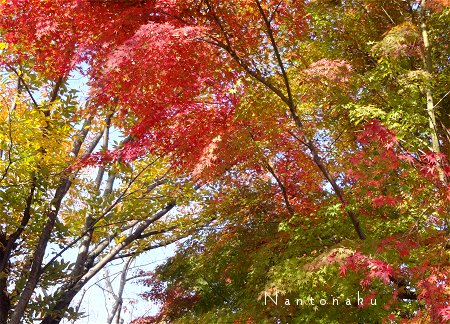 Nantonaku 真っ赤に染まる前の　今の紅葉が最も美しいと私は思うの　２