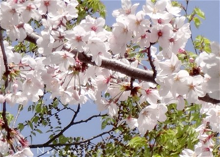 Nantonaku　桜が良い感じですね