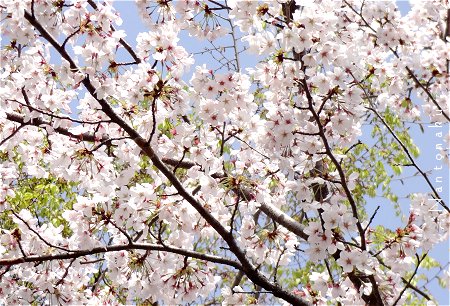 Nantonaku　桜が良い感じですね２
