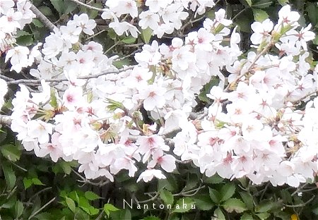 Nantonaku 3-29 通勤道の桜　1