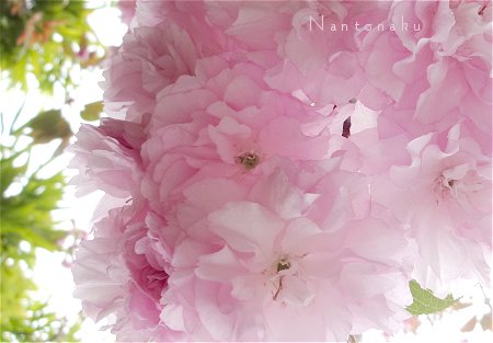 Nantonaku 今日は桜の気分　1