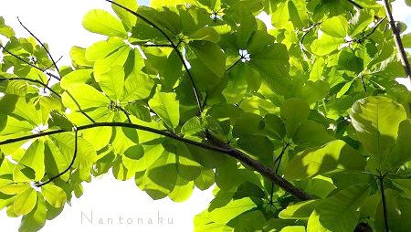 Nantonaku 新緑の候