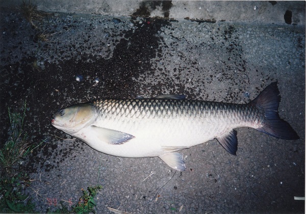中川　草魚　103cm