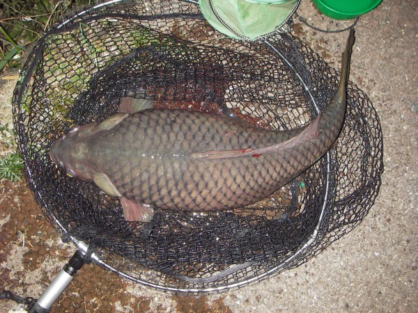 中川　鯉　65㎝誕生日の鯉