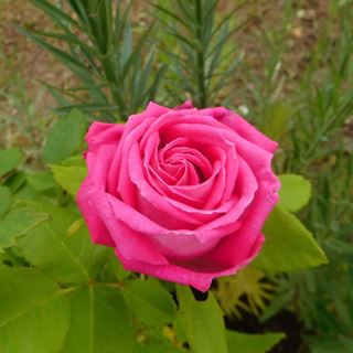 マゼンタピンクの薔薇3つ バラと雑草 小さな菜園と
