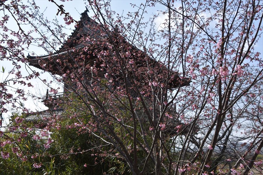 蜂須賀桜2