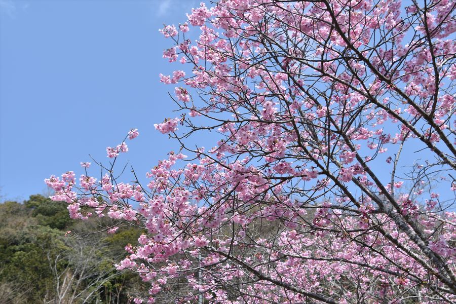 秋葉桜1