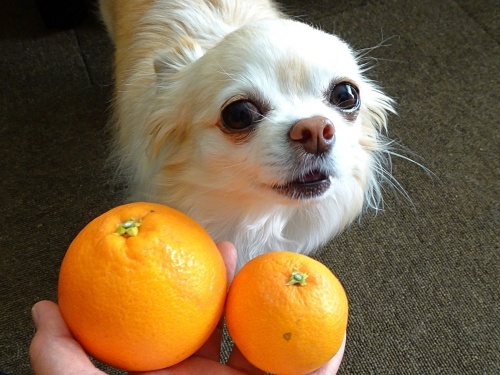 ブラッドオレンジ　モロ　柚子
