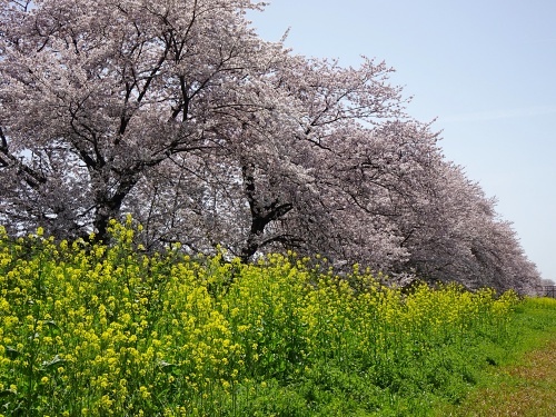 木曽三川公園背割堤桜