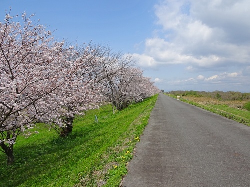 木曽三川公園　背割り堤の桜