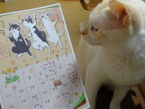 猫又カレンダー　ブーちゃん