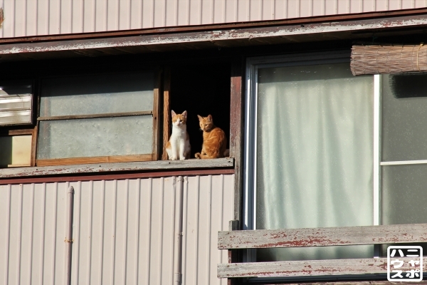 窓辺の猫