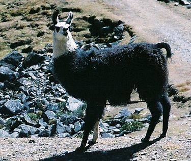 Llama_La_Paz_Bolivia.jpg