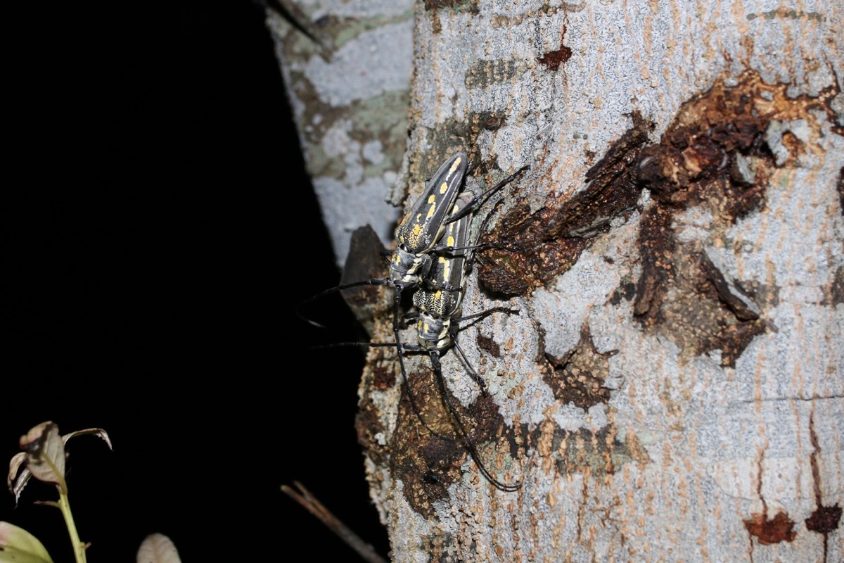 ドキドキの 淡路島公園オールナイト調査 虫編 輝け 昆虫少年