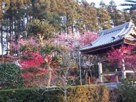 【写真】桜と紅白梅が咲く法巖寺の庭の様子
