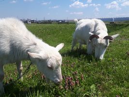 【写真】青空の下で土手の草を仲良く食べるアランとポール